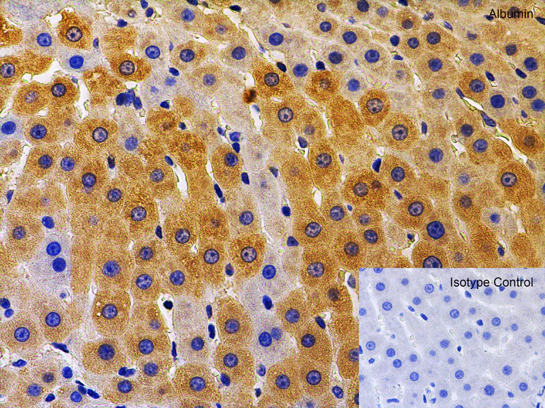 Immunohistochemistry (Formalin/PFA-fixed paraffin-embedded sections) - Anti-Albumin antibody (AB106582)