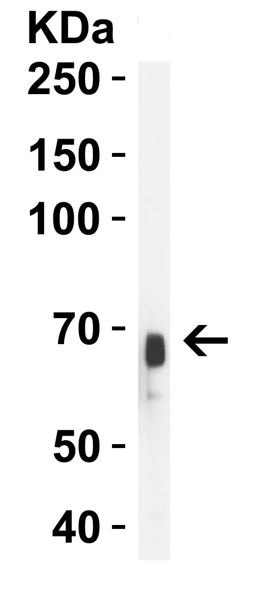 Western blot - Anti-Albumin antibody (AB106582)