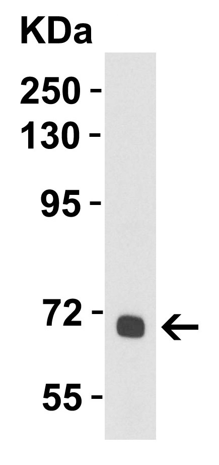 Western blot - Anti-Albumin antibody (AB106582)
