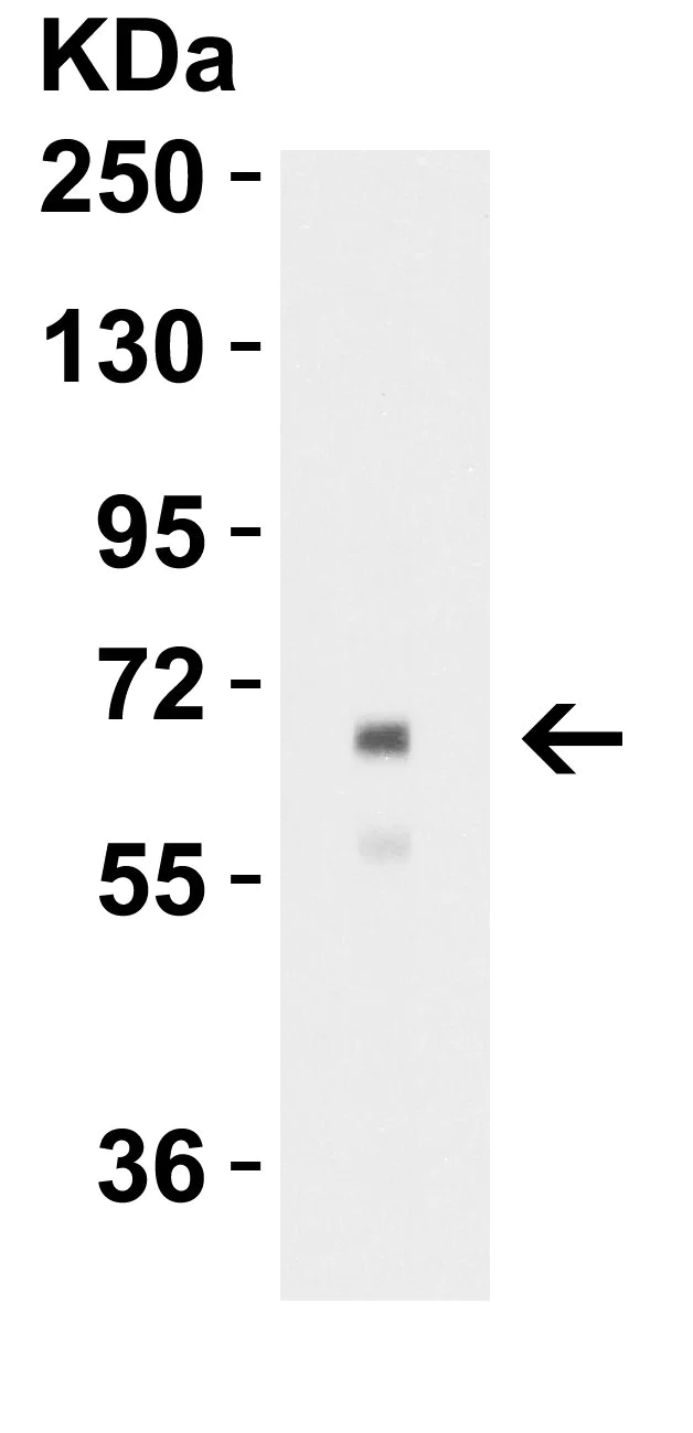 Western blot - Anti-Albumin antibody (AB106582)