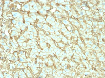 Immunohistochemistry (Formalin/PFA-fixed paraffin-embedded sections) - Anti-Albumin antibody [ALB/2144] - BSA and Azide free (AB237838)