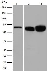Western blot - Anti-Albumin antibody [EPR12774] (AB192603)