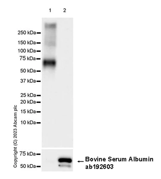 Western blot - Anti-Albumin antibody [EPR12774] (AB192603)
