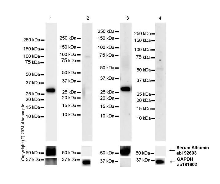 Western blot - Anti-Albumin antibody [EPR12774] (AB192603)