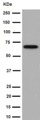 Western blot - Anti-Albumin antibody [EPR12774] (AB192603)