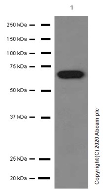 Western blot - Anti-Albumin antibody [EPR12780(B)] (AB175934)