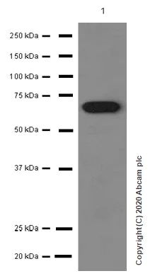 Western blot - Anti-Albumin antibody [EPR12780(B)] - BSA and Azide free (AB249899)