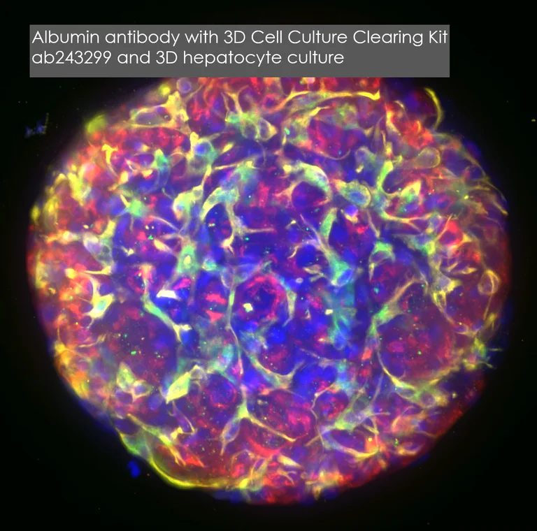 Immunocytochemistry/ Immunofluorescence - Anti-Albumin antibody [EPR20195] - BSA and Azide free (AB271979)