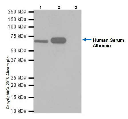 Immunoprecipitation - Anti-Albumin antibody [EPR20195] - BSA and Azide free (AB271979)