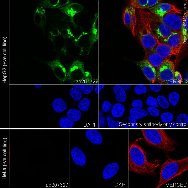 Immunocytochemistry/ Immunofluorescence - Anti-Albumin antibody [EPR20195] - Low endotoxin, Azide free (AB222923), expandable thumbnail