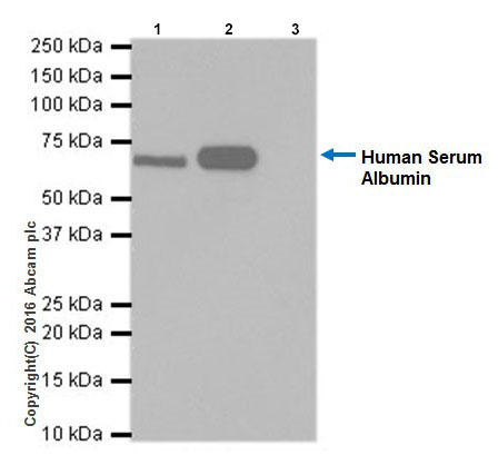 Immunoprecipitation - Anti-Albumin antibody [EPR20195] - Low endotoxin, Azide free (AB222923), expandable thumbnail