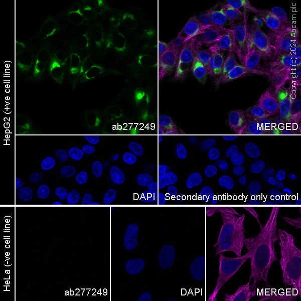 Immunocytochemistry/ Immunofluorescence - Anti-Albumin antibody [EPR23014-11] - BSA and Azide free (Capture) (AB277249)