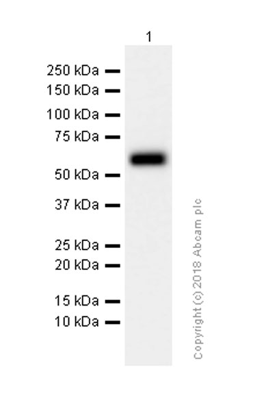 Western blot - Anti-Albumin antibody [EPSISR1] (AB137885)
