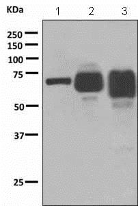 Western blot - Anti-Albumin antibody [EPSISR3] - BSA and Azide free (AB249056)