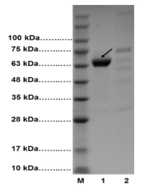 Functional Studies - Albumin Depletion Kit (AB241023)
