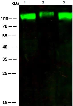 Western blot - Anti-Alcam antibody [001] (AB279580)