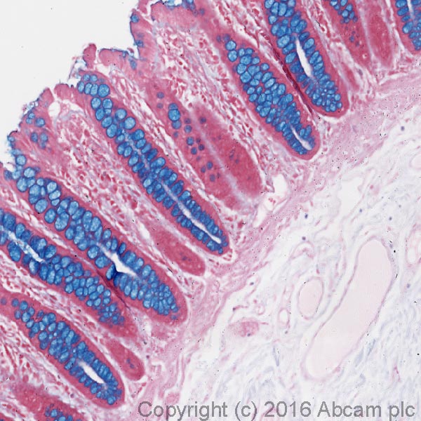 Immunohistochemistry (Formalin/PFA-fixed paraffin-embedded sections) - Alcian Blue Stain Kit (pH 1.0, Mucin Stain) (AB150661), expandable thumbnail