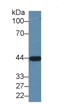 Western blot - Anti-Alcohol Dehydrogenase antibody (AB231521)