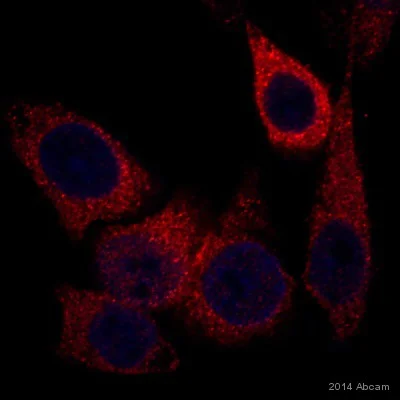 Immunocytochemistry/ Immunofluorescence - Anti-Alcohol Dehydrogenase antibody [EPR4439] (AB108203)