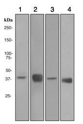 Western blot - Anti-Alcohol Dehydrogenase antibody [EPR4439] - BSA and Azide free (AB247607)