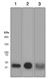 Western blot - Anti-Alcohol Dehydrogenase antibody [EPR4440] (AB108197)