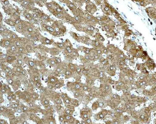Immunohistochemistry (Formalin/PFA-fixed paraffin-embedded sections) - Anti-Alcohol Dehydrogenase antibody [EPR4440] - BSA and Azide free (AB247604)