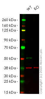 Western blot - Anti-Aldehyde dehydrogenase 10 antibody [EPR15425(B)] (AB184171), expandable thumbnail