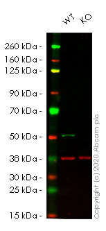 Western blot - Anti-Aldehyde dehydrogenase 10 antibody [EPR15425(B)] (AB184171)