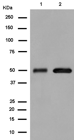 Western blot - Anti-Aldehyde dehydrogenase 10 antibody [EPR15425(B)] (AB184171), expandable thumbnail