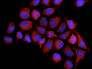 Immunocytochemistry/ Immunofluorescence - Anti-ALDH16A1 antibody [EPR9216] - BSA and Azide free (AB248799)