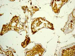Immunohistochemistry (Formalin/PFA-fixed paraffin-embedded sections) - Anti-ALDH16A1 antibody [EPR9216] - BSA and Azide free (AB248799)