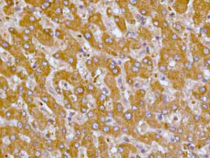 Immunohistochemistry (Formalin/PFA-fixed paraffin-embedded sections) - Anti-ALDH16A1 antibody [EPR9216] - BSA and Azide free (AB248799)