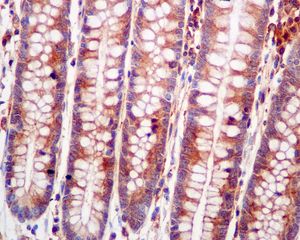 Immunohistochemistry (Formalin/PFA-fixed paraffin-embedded sections) - Anti-ALDH16A1 antibody [EPR9217] - BSA and Azide free (AB248807), expandable thumbnail