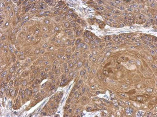 Immunohistochemistry (Formalin/PFA-fixed paraffin-embedded sections) - Anti-ALDH1A1 antibody (AB227948)