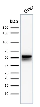 Western blot - Anti-ALDH1A1 antibody [ALDH1A1/1381] (AB219303)
