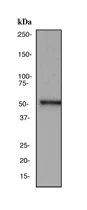 Western blot - Anti-ALDH1A1 antibody [EP1932Y] - BSA and Azide free (AB206396)