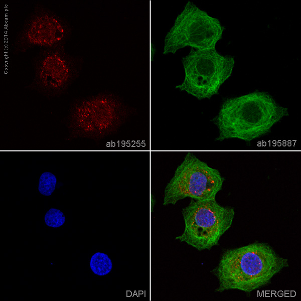 Immunocytochemistry/ Immunofluorescence - Anti-ALDH1A1 antibody [EP1933Y] - BSA and Azide free (AB215996)