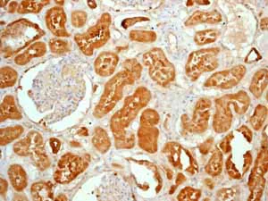 Immunohistochemistry (Formalin/PFA-fixed paraffin-embedded sections) - Anti-ALDH1A1 antibody [EP1933Y] - BSA and Azide free (AB215996)