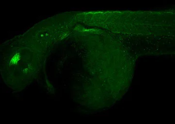 IHC - Wholemount - Anti-ALDH1A2 antibody (AB96060)