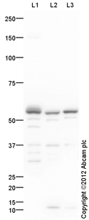 Western blot - Anti-ALDH1A3 antibody (AB129815)