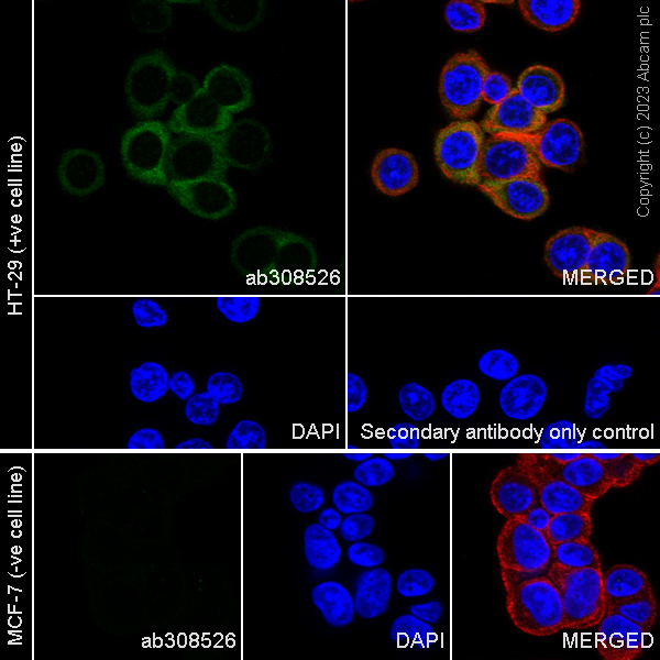Immunocytochemistry/ Immunofluorescence - Anti-ALDH1A3 antibody [EPR27504-83] (AB308526)