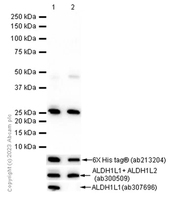 Western blot - Anti-ALDH1L1 + ALDH1L2 antibody [EPR12743(B)] - Astrocyte Marker (AB177463)
