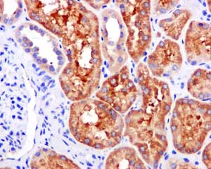 Immunohistochemistry (Formalin/PFA-fixed paraffin-embedded sections) - Anti-ALDH1L1 + ALDH1L2 antibody [EPR12743(B)] - BSA and Azide free (AB233016)