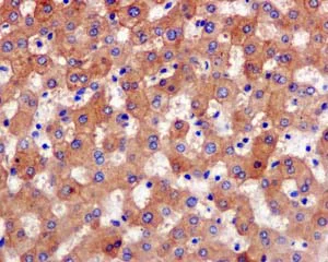 Immunohistochemistry (Formalin/PFA-fixed paraffin-embedded sections) - Anti-ALDH1L1 + ALDH1L2 antibody [EPR12743(B)] - BSA and Azide free (AB233016)