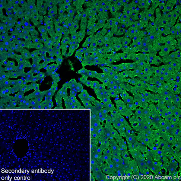 Immunohistochemistry (Frozen sections) - Anti-ALDH1L1 + ALDH1L2 antibody [EPR12743(B)] - BSA and Azide free (AB233016)