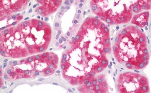 Immunohistochemistry (Formalin/PFA-fixed paraffin-embedded sections) - Anti-ALDH1L1 antibody [2A6] - Astrocyte Marker (AB231018), expandable thumbnail