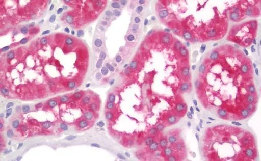 Immunohistochemistry (Formalin/PFA-fixed paraffin-embedded sections) - Anti-ALDH1L1 antibody [2A6] - Astrocyte Marker (AB231018)