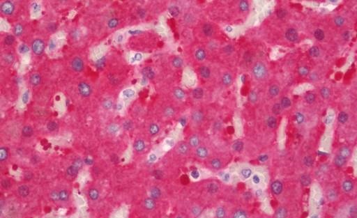 Immunohistochemistry (Formalin/PFA-fixed paraffin-embedded sections) - Anti-ALDH1L1 antibody [2A6] (AB231018), expandable thumbnail
