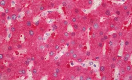 Immunohistochemistry (Formalin/PFA-fixed paraffin-embedded sections) - Anti-ALDH1L1 antibody [2A6] - Astrocyte Marker (AB231018)