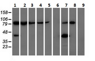 Western blot - Anti-ALDH1L1 antibody [2A6] - Astrocyte Marker (AB231018), expandable thumbnail
